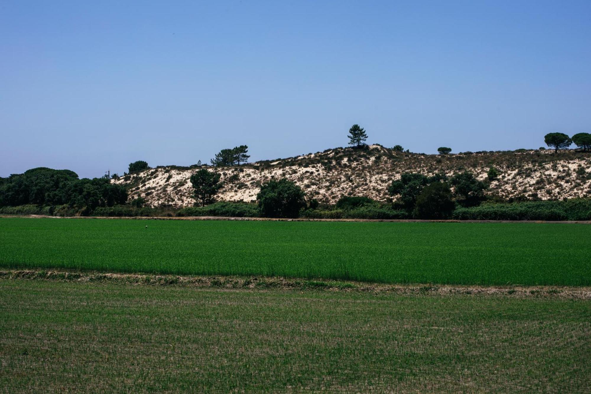 Herdade De Montalvo - 콤포타 외부 사진