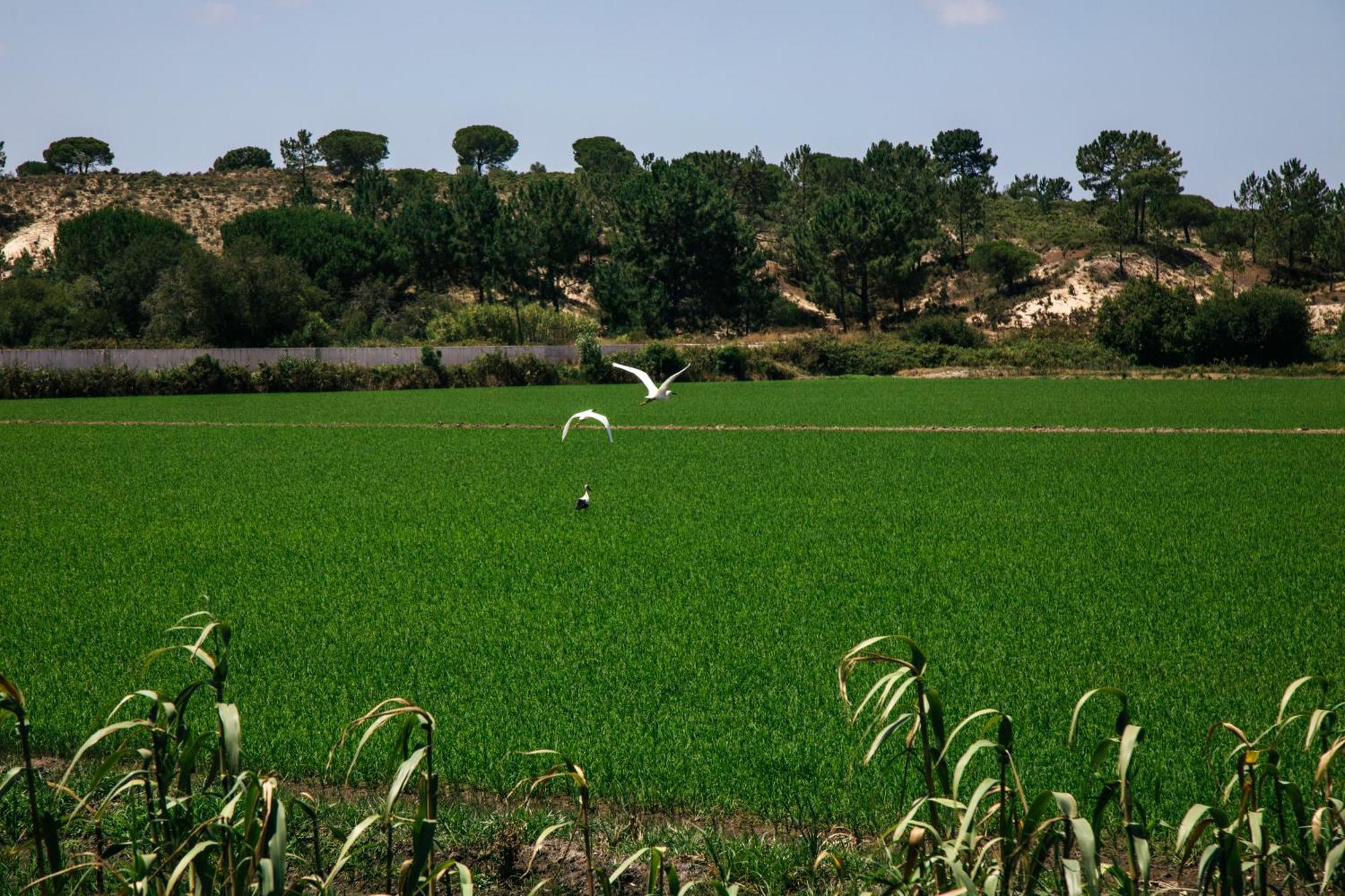Herdade De Montalvo - 콤포타 외부 사진