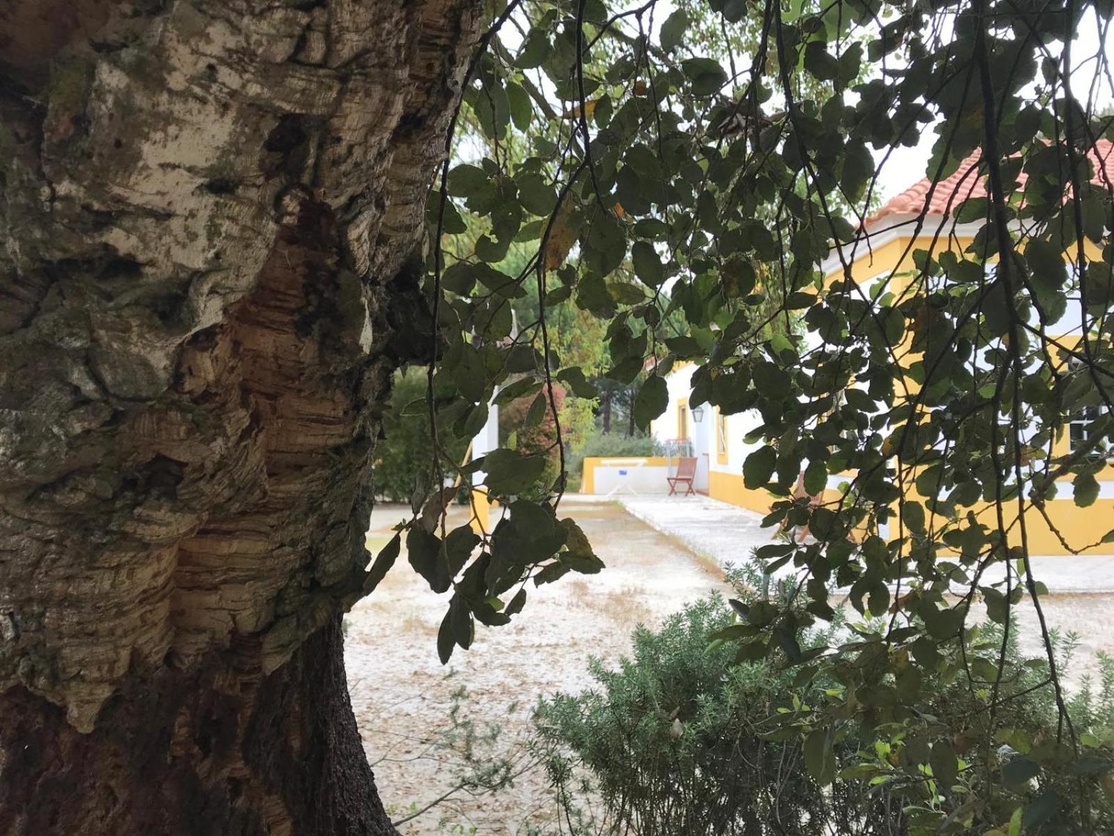 Herdade De Montalvo - 콤포타 외부 사진